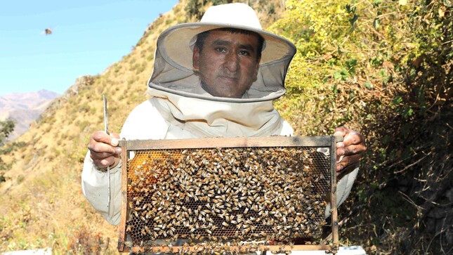 Abeja uno