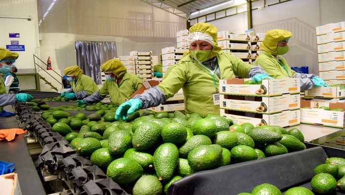 MIDAGRI: Malasia abre sus puertas a la palta peruana