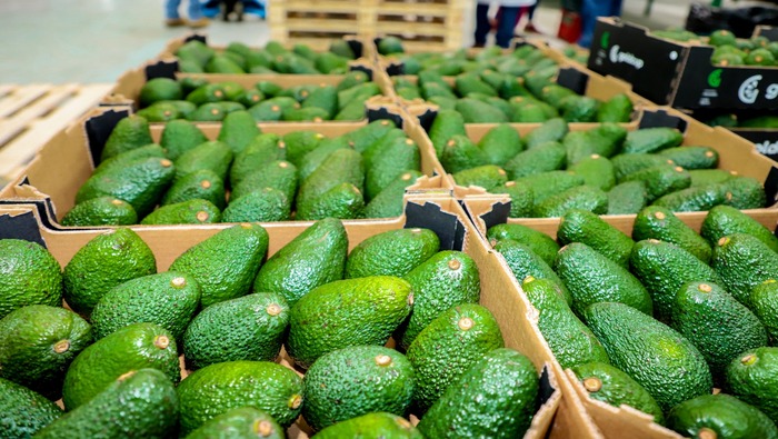 MIDAGRI: Malasia abre sus puertas a la palta peruana