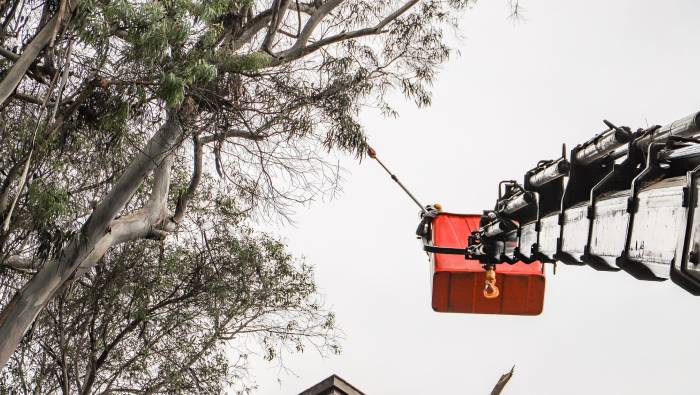 Mantenimiento de áreas verdes: Poda en calle Boulevard Roosevelt