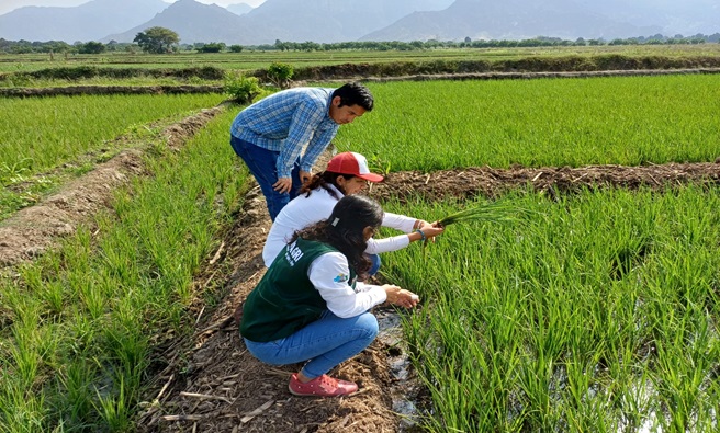 PEJEZA realiza seguimiento y evaluación a cultivos de arroz en San José y Talambo.