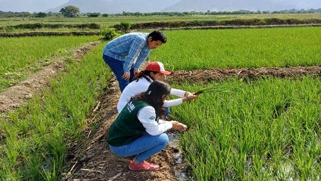 PEJEZA realiza seguimiento y evaluación a cultivos de arroz en San José y Talambo.