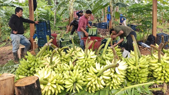 Comercialización de plátano y banano