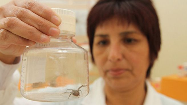 Niños y adultos mayores tienden a presentar síntomas graves por mordedura de araña casera