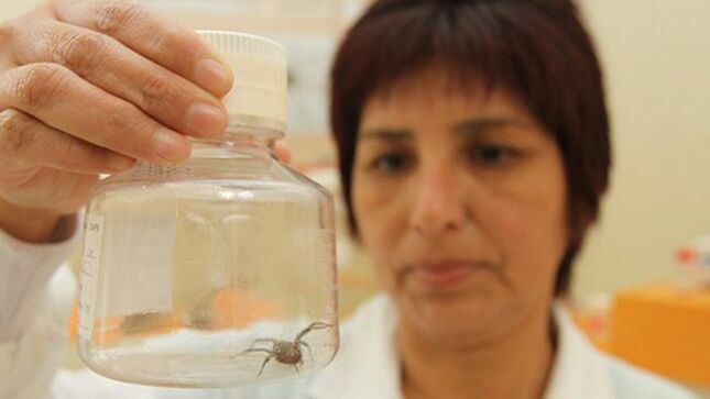 Niños y adultos mayores tienden a presentar síntomas graves por mordedura de araña casera 