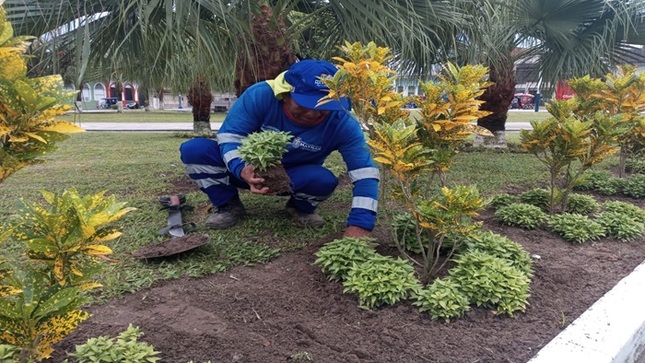 Trabajador en la colocación de plantas