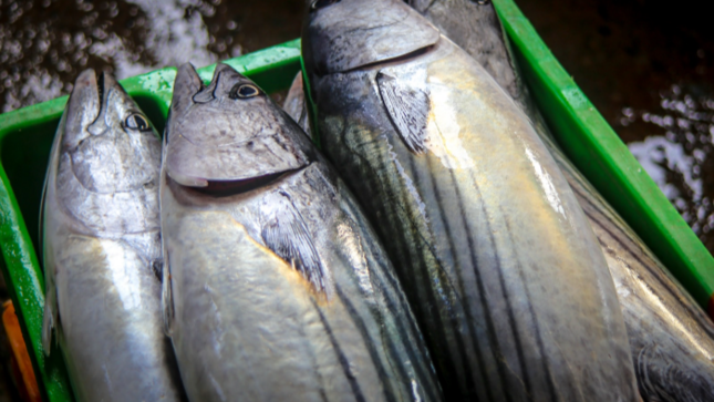 bonito