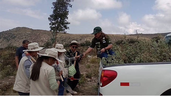 SERFOR plantó 500 queñuales