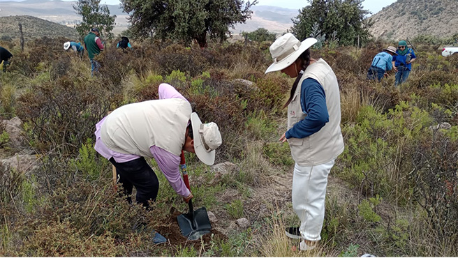 SERFOR plantó 500 queñuales