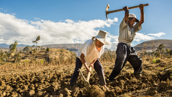 •	Se trata de una indemnización para productores que perdieron sus cultivos por riesgos climáticos, plagas y/o enfermedades.