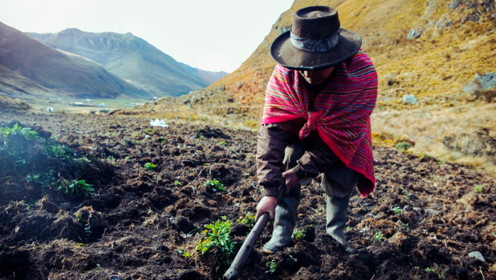 •	Se trata de una indemnización para productores que perdieron sus cultivos por riesgos climáticos, plagas y/o enfermedades.