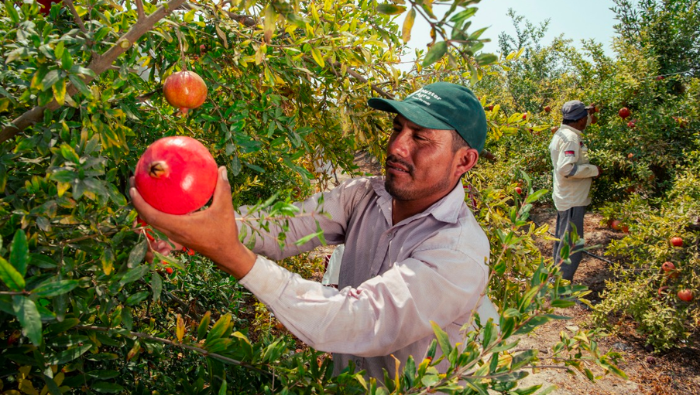 •	Se trata de una indemnización para productores que perdieron sus cultivos por riesgos climáticos, plagas y/o enfermedades.