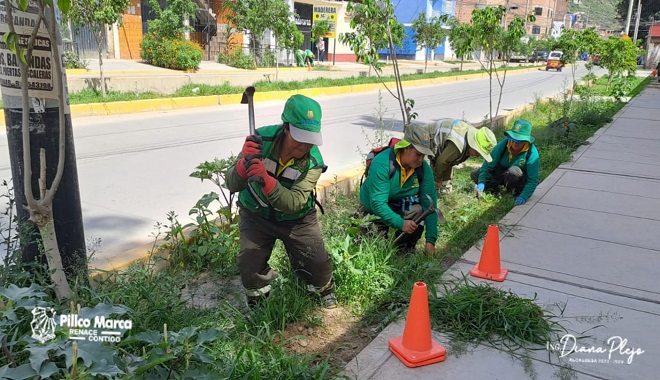Trabajo de embellecimiento en la Av. Universitaria