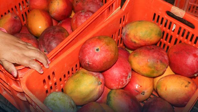 Compartiendo esperanza: Donación de más de tres toneladas de frutas para familias necesitadas en Paita
