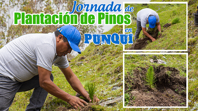 Jornada de plantación de pinos