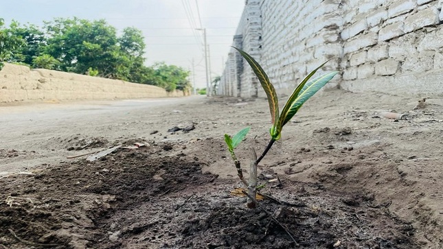reforestación de punto critico