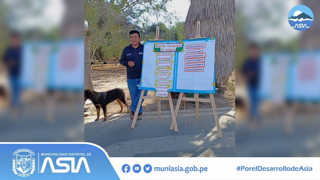 Con gran entusiasmo, productores y productoras de nuestro Distrito iniciaron con las clases de la Escuela de Campo (ECA) en el anexo El Platanal, donde fortalecieron sus capacidades en los temas de enfermedades de cultivos frutales y el correcto manejo integrado de plagas.
La escuela se realiza con el objetivo de que nuestros participantes conozcan los criterios para la implementación de estructuras protegidas, manejo de cultivos, fertilización y plagas.
De esta manera, la actual gestión municipal liderado por nuestro alcalde, Isaias Alcántara Malásquez, viene trabajando en el desarrollo de la agricultura.
#MunicipalidadDistritalDeAsia
#PorelDesarrollodeAsia
#IsaiasAlcantaraAlcaldedeAsia