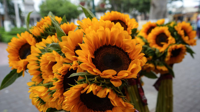 • Las exportaciones de flores tienen como principal mercado de destino los EE.UU.