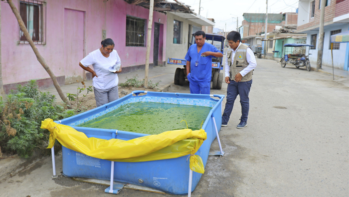 Criadero de zancudos en piscina armable