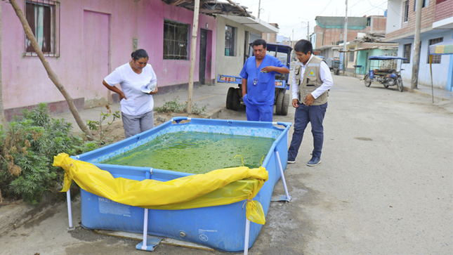 Criadero de zancudos en piscina armable