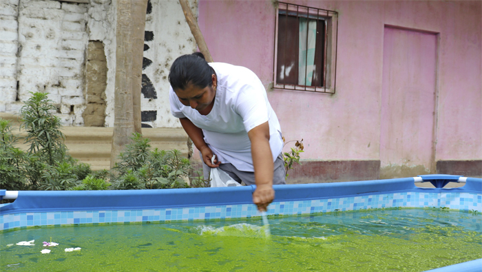 Criadero de zancudos en piscina armable