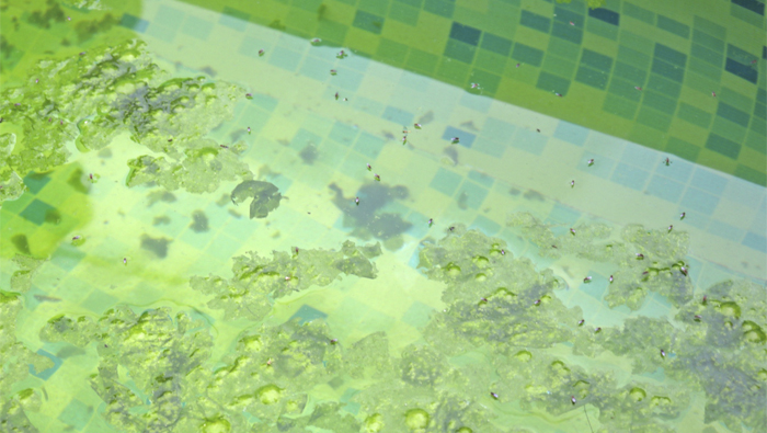 Criadero de zancudos en piscina armable