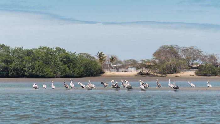 Esta iniciativa es promovida por el Gobierno Regional de Tumbes con el fin de posicionar los productos y servicios de esta zona protegida.