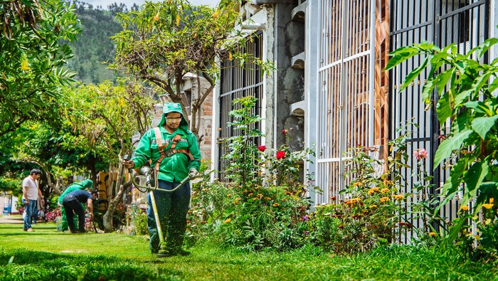 MUNICIPALIDAD DISTRITAL DE SAN JERÓNIMO REALIZA, REFORESTACIÓN, MANTENIMIENTO Y EL CORTE DEL CÉSPED EN EL INTERIOR DEL CEMENTERIO GENERAL.