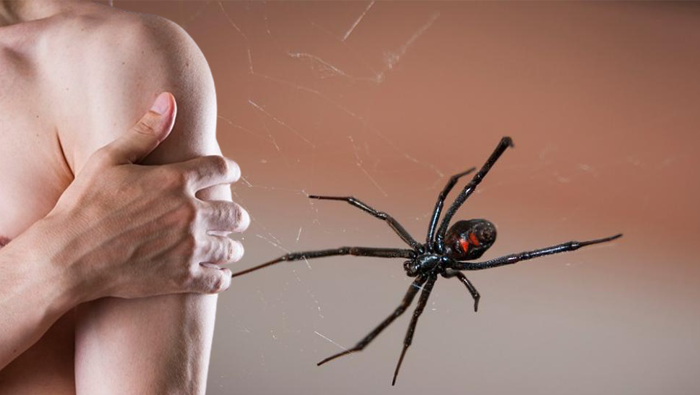 Mordedura araña