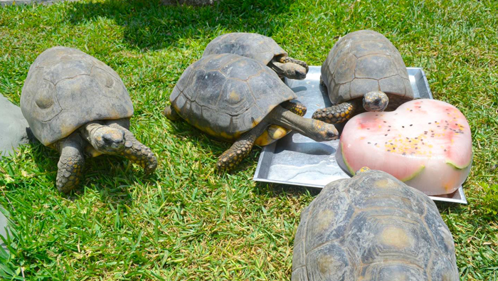 Parque de las Leyendas engríe y protege a sus animalitos de este caluroso verano