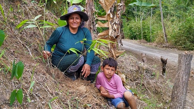 Bambú para defensa ribereña, cuenca medio o riachuelos orientados a la protección de ecosistemas