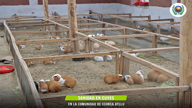 Sanidad Cuyes