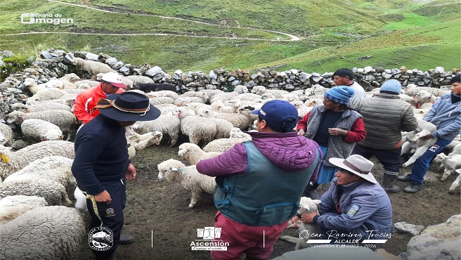 Aplicación de medicamento para mejorar la alineación sanitaria en camélidos en consecuencia a la afectación de los cambios climatológicos.