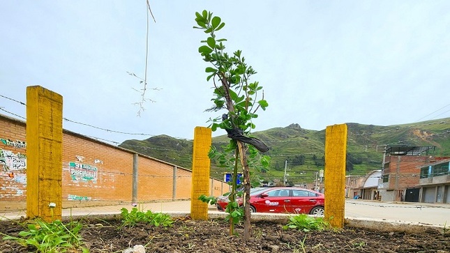 Reintegración de plantas ornamentales a fin de mantener áreas limpias