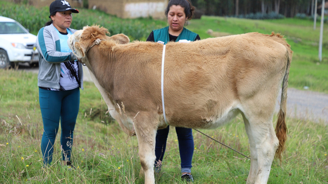 Se realizó la segunda toma de medidas bovinométricas a terneros