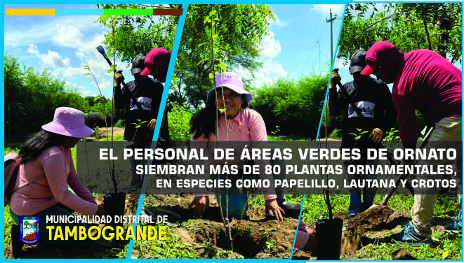 El personal de áreas verdes de Ornato siembran más de 80 plantas ornamentales, en especies como papelillo, lautana y crotos; para embellecer el ingreso y salida del casco urbano de Tambogrande.