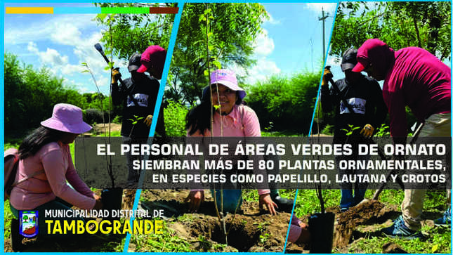 El personal de áreas verdes de Ornato siembran más de 80 plantas ornamentales, en especies como papelillo, lautana y crotos; para embellecer el ingreso y salida del casco urbano de Tambogrande.
