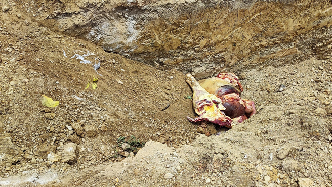 MPC decomiso carne con septicemia en camal municipal
