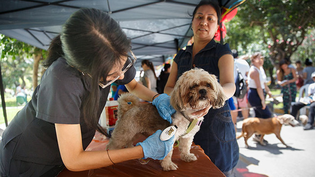 Más de 1000 atenciones en campaña veterinaria  “Pet Love”