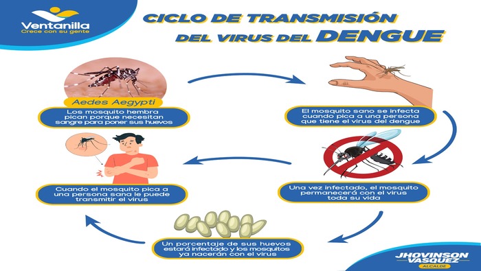 Ten en cuenta el ciclo de transmisión del dengue, el mosquito Aedes Aegypti es el portador del vector y puede multiplicarse a través de sus huevecillos, que se anidan en aguas estancadas, es por ello que debemos tener nuestros depósitos de agua bien cerrados. Además, ante cualquier síntoma acudir al centro de salud más cercano. Te damos estas recomendaciones gracias a la iniciativa de nuestro alcalde 𝐉𝐡𝐨𝐯𝐢𝐧𝐬𝐨𝐧 𝐕𝐚𝐬𝐪𝐮𝐞𝐳, quien cuida de tu salud. ¡Ventanilla crece con su gente!