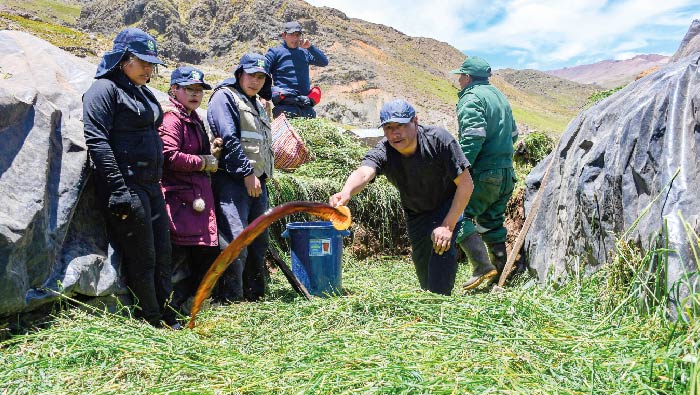 Ensilado de pasto con melasa en el sector Trapiche en la comunidad Indigena de Carhuancho, actividades como parte del "Proyecto Alpaca"