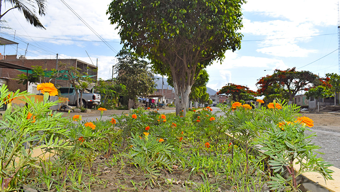 Municipio de Nepeña recupera áreas verdes y mejora ornato en el C.P. San José