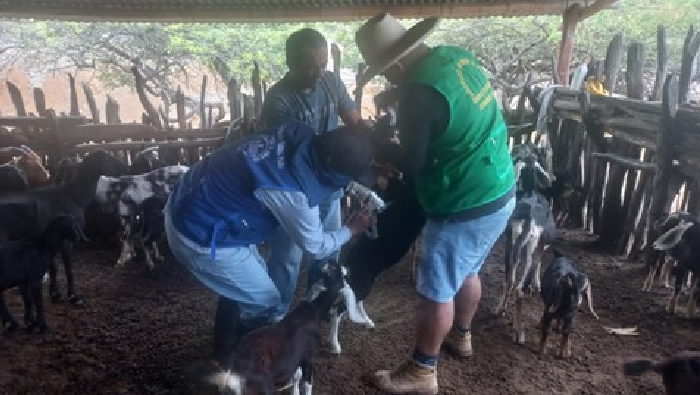 vacunación de ganado caprino