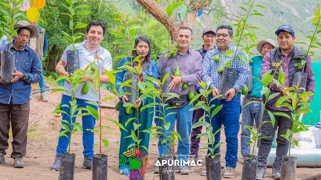 Gobernador regional de Apurímac entrega más de 10 mil plantones de palta a productores asociados de Talavera