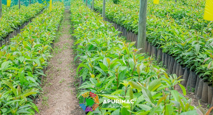 Gobernador regional de Apurímac entrega más de 10 mil plantones de palta a productores asociados de Talavera