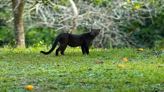 Centro de interpretación Haciendo Herrera con cámara trampa registra un felino