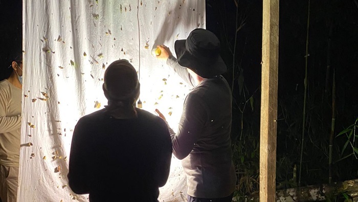 Un grupo de personas observando mariposa en una tela blanca