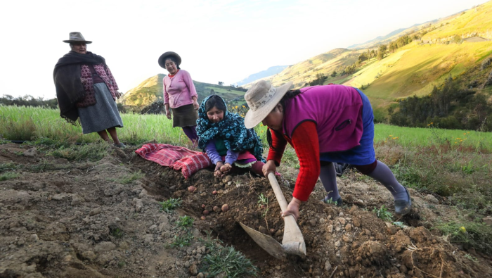 MIDAGRI: Con Seguro Agrícola ya se indemnizaron a casi 4 mil productores en 19 regiones