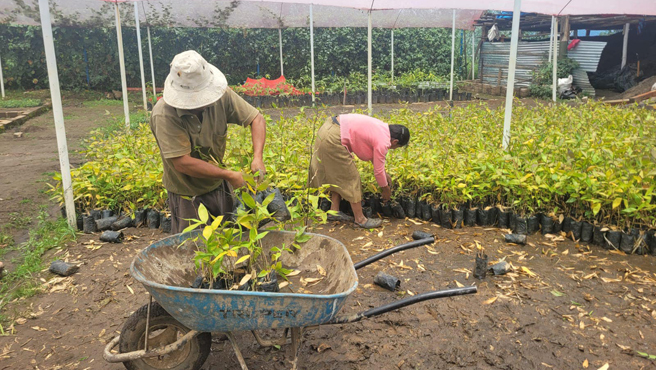 Viene realizando la entrega de 1,000 plantones de bambú