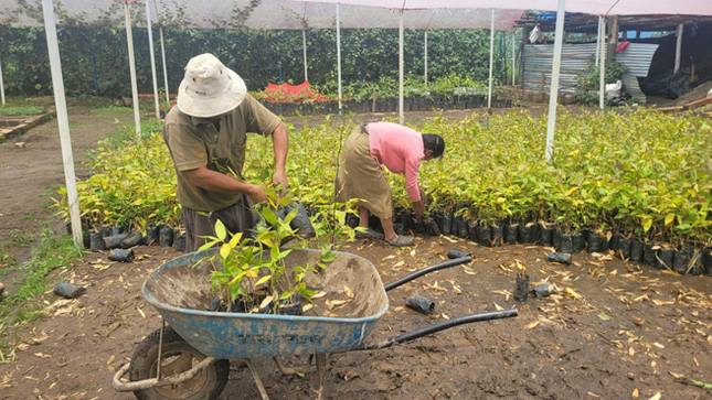 Viene realizando la entrega de 1,000 plantones de bambú